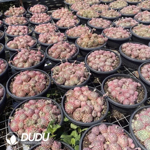 8pcs Echeveria Little Red Dress Clustering(Scattered Clustering) - Image 2