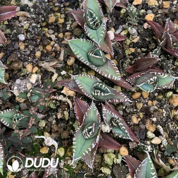 1756127142-1745400124-e201.webp Agave Polaris Australis - Image 1