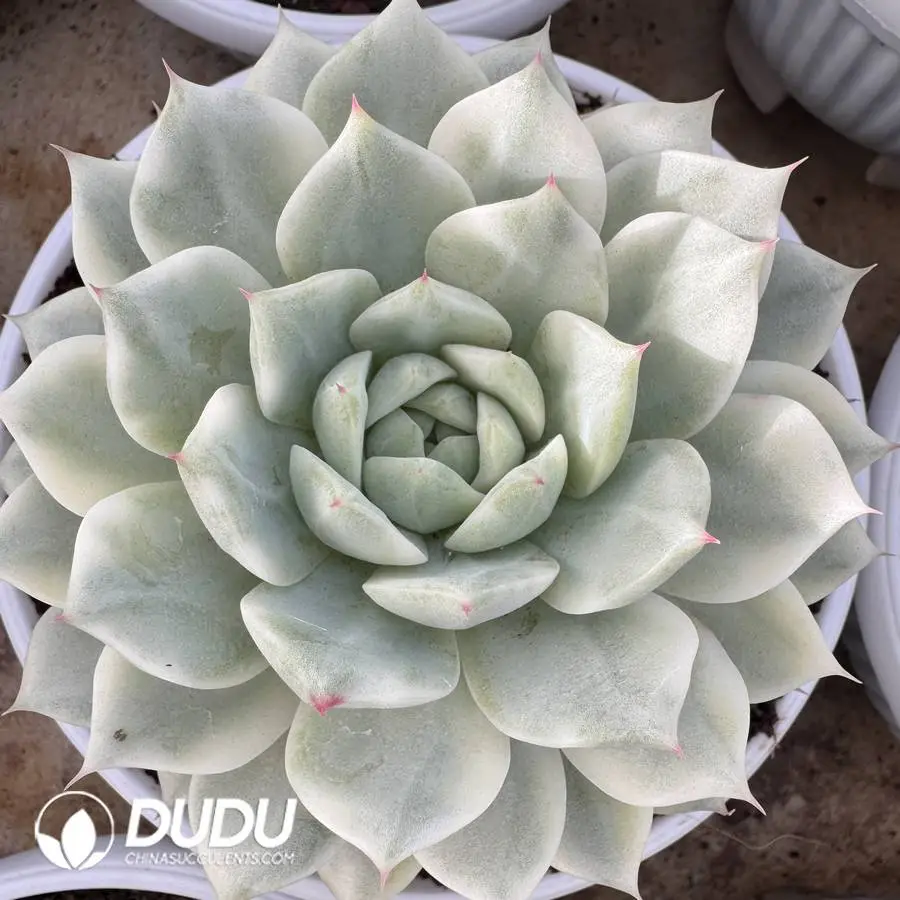 1756127150-1745400149-e201.webp Echeveria TP Variegated - Image 1