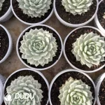 Echeveria TP Variegated - Image 2