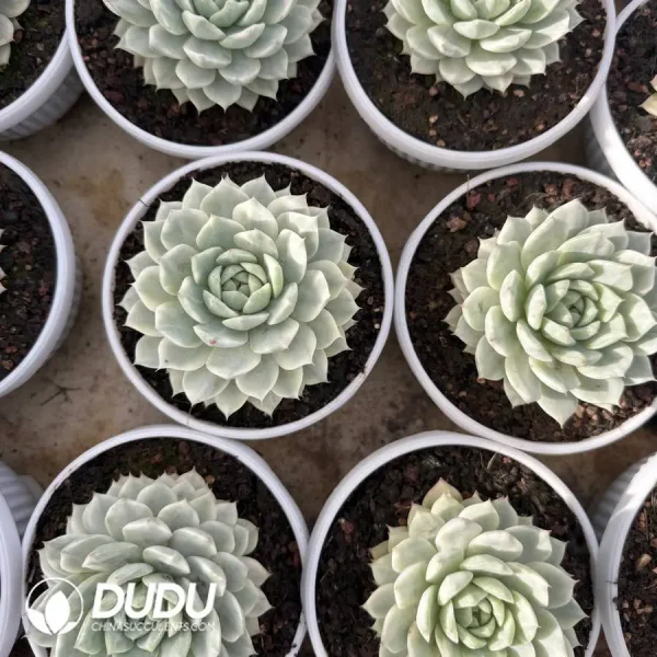 Echeveria TP Variegated - Image 2