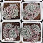 Echeveria Creamy Yellow Peach Variegated Clustering - Image 2