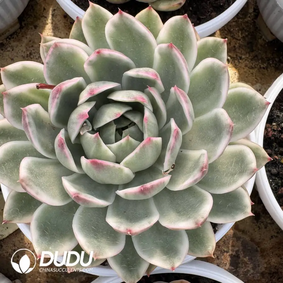 1756127163-1745400195-e201.webp Echeveria Crystal Lovers Variegated - Image 1