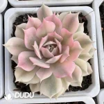 Echeveria Pieris variegated