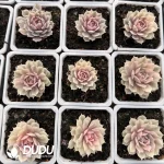 Echeveria Pieris variegated - Image 2