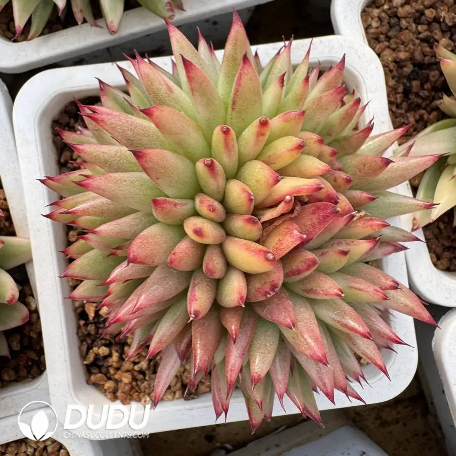 1756127169-1745400214-e201.webp Echeveria Ebony East Cloud Cristata - Image 1