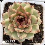 Echeveria black crystal variegated