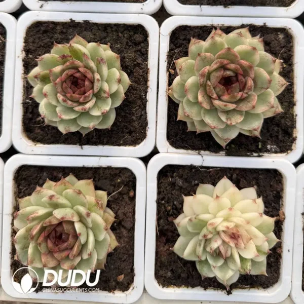 Echeveria black crystal variegated - Image 2
