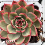 Echeveria Peach Blossom Variegated