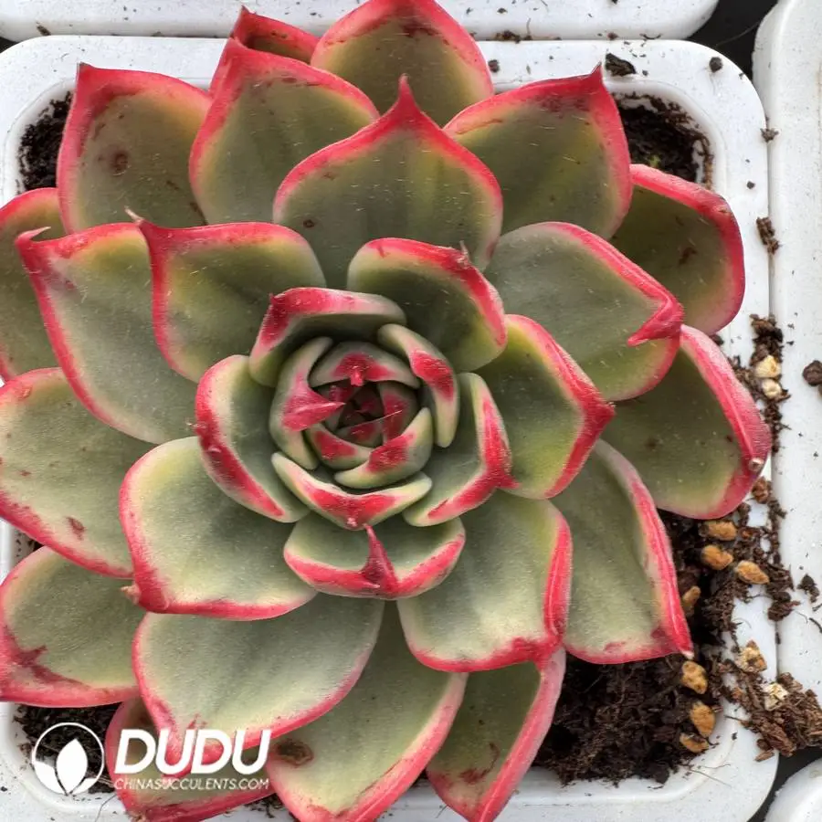 1756127177-1745400228-e201.webp Echeveria Peach Blossom Variegated - Image 1