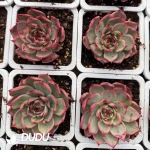 Echeveria Peach Blossom Variegated - Image 2