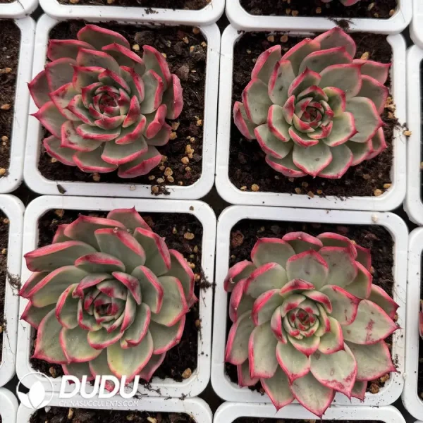 Echeveria Peach Blossom Variegated - Image 2
