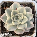 Echeveria Snow Mandarin Duck Variegated