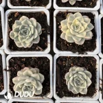 Echeveria Snow Mandarin Duck Variegated - Image 2