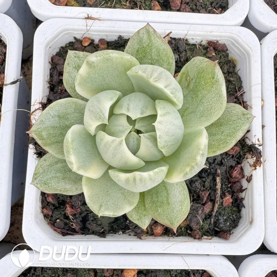 1756127181-1745400236-e201.webp Echeveria Queen Maria Variegated - Image 1