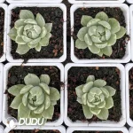 Echeveria Queen Maria Variegated - Image 2