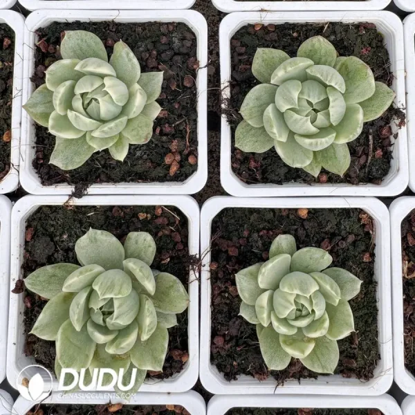 Echeveria Queen Maria Variegated - Image 2