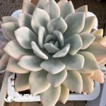Graptoveria Opalina Variegated Clustering