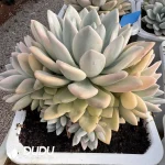 Graptoveria Opalina Variegated Clustering - Image 2
