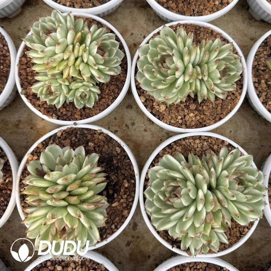 1756127189-1745400257-e201.webp Echeveria Korean Crystal Variegated Clustering - Image 1