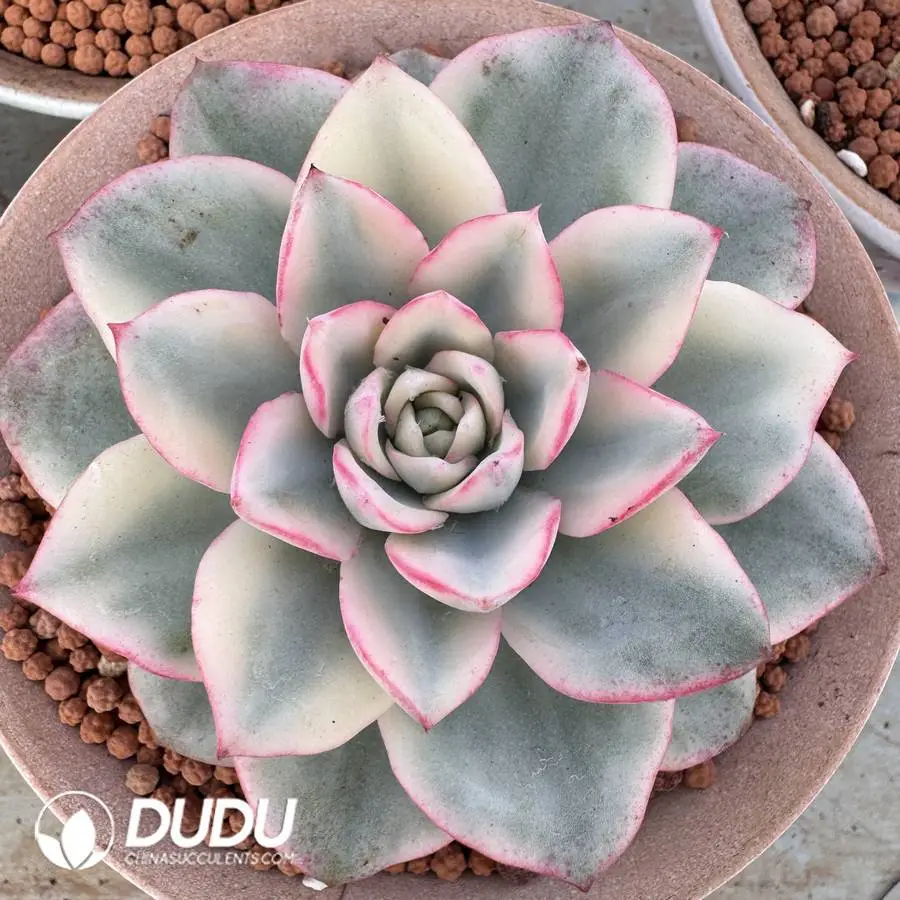 1756127200-1745400289-e201.webp Echeveria Atlantis Wide Marginata Variegated - Image 1