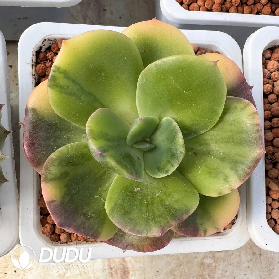 1756127201-1745400296-e201.webp Echeveria Bluementa Variegated - Image 1