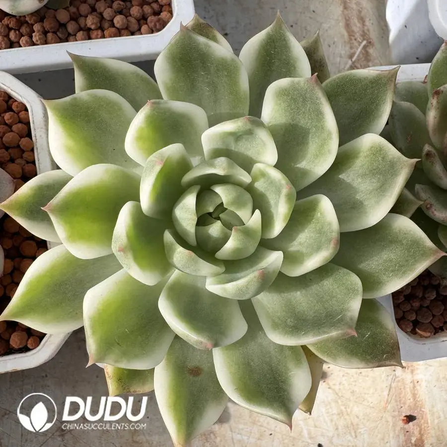 1756127202-1745400301-e201.webp Echeveria Agavoides Glass Variegated - Image 1