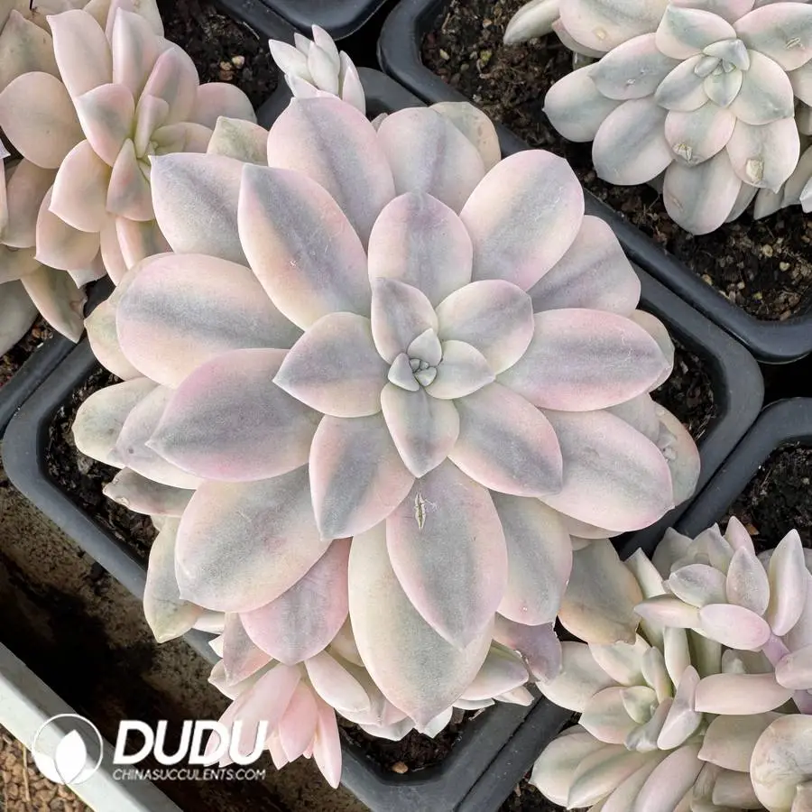 1756127204-1745400308-e201.webp Graptopetalum Superbum Variegated Clustering - Image 1