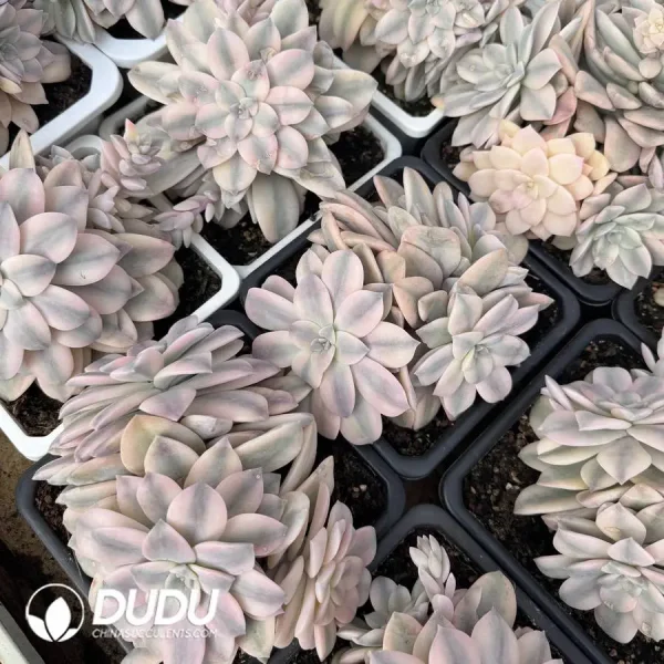 Graptopetalum Superbum Variegated Clustering - Image 2
