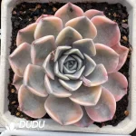 Echeveria Hamburger Variegated