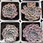 Echeveria Hamburger Variegated - Image 2