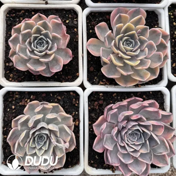 Echeveria Hamburger Variegated - Image 2