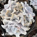 Echeveria White Madiba Clustering