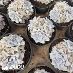 Echeveria White Madiba Clustering - Image 2