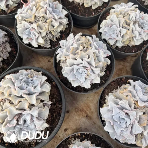Echeveria White Madiba Clustering - Image 2