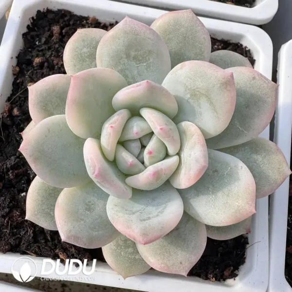 1756127215-1745400367-e201.webp Echeveria Monroe Variegated - Image 1