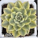 Echeveria Matcha Bodhi Variegated