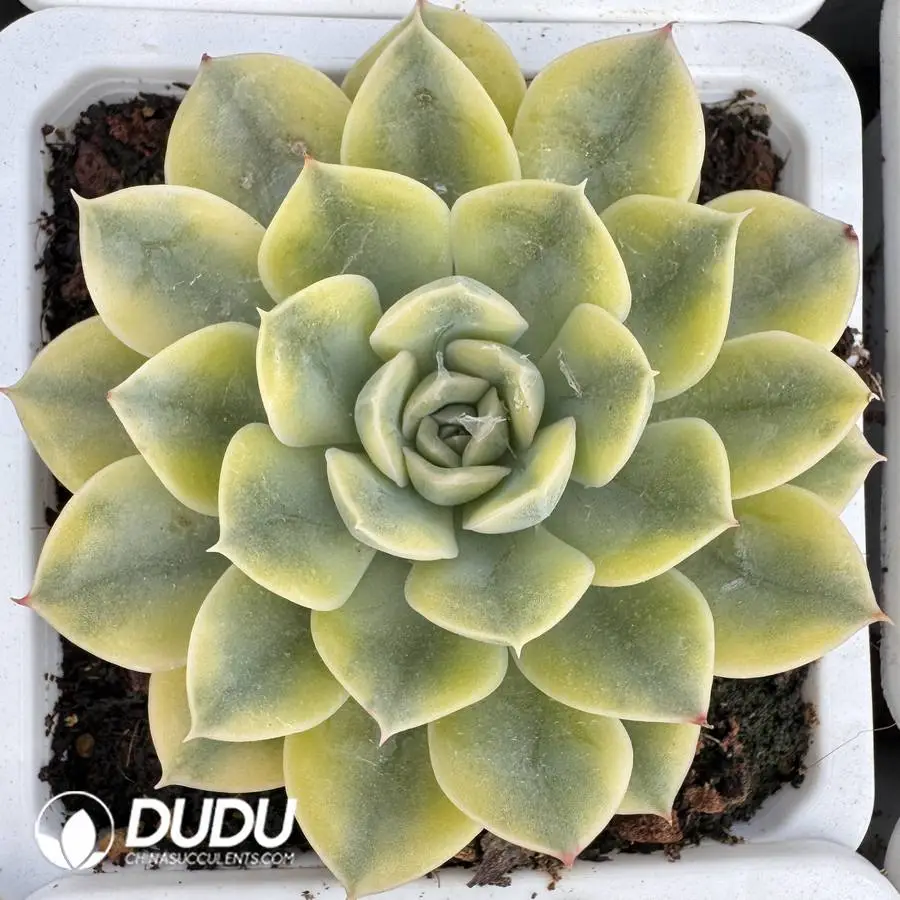 1756127218-1745400391-e201.webp Echeveria Matcha Bodhi Variegated - Image 1