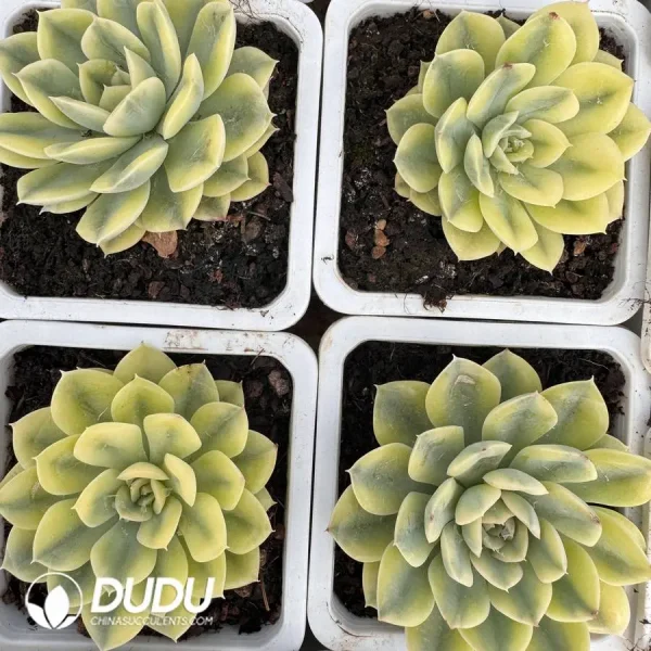 Echeveria Matcha Bodhi Variegated - Image 2