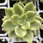 Echeveria Agavoides Scaphophylla Variegated