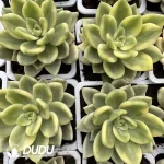Echeveria Agavoides Scaphophylla Variegated - Image 2