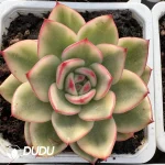 Echeveria Azure Ebony Variegated