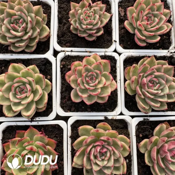 Echeveria Azure Ebony Variegated - Image 2