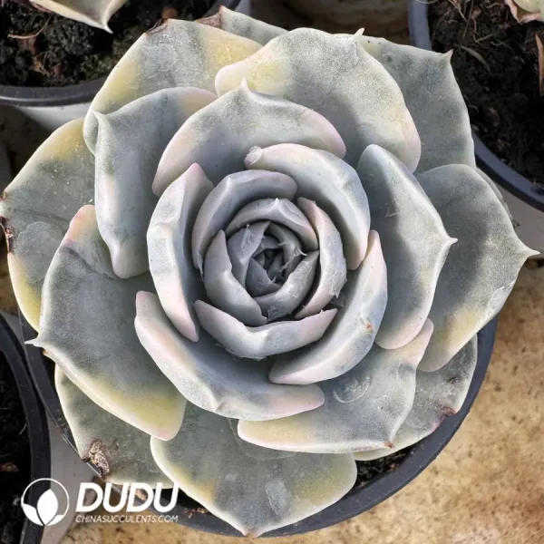 1756127227-1745400416-e201.webp Echeveria Runyonii Variegate - Image 1