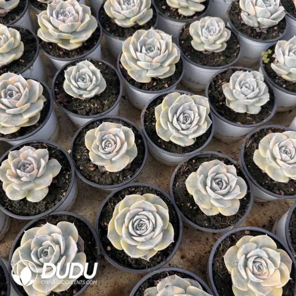 1756127228-1745400418-e202.webp Echeveria Runyonii Variegate - Image 2