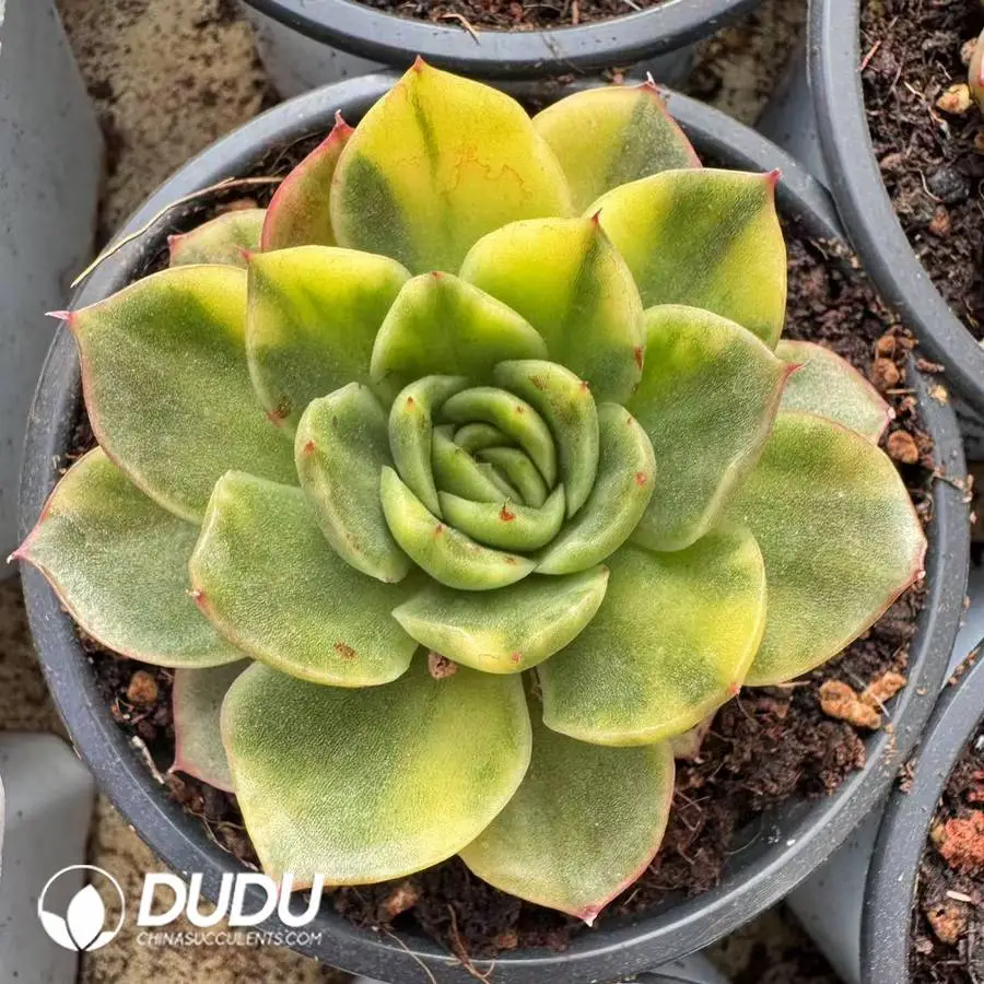 1756127231-1745400423-e201.webp Echeveria Moonstone Hybrid Variegate - Image 1