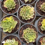 Echeveria Moonstone Hybrid Variegate - Image 2