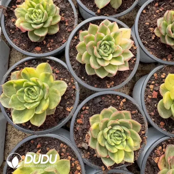 Echeveria Moonstone Hybrid Variegate - Image 2