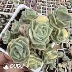 Echeveria Lovely Rose Variegated Natural Cluster