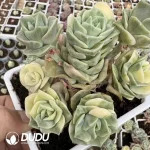 Echeveria Lovely Rose Variegated Natural Cluster - Image 2